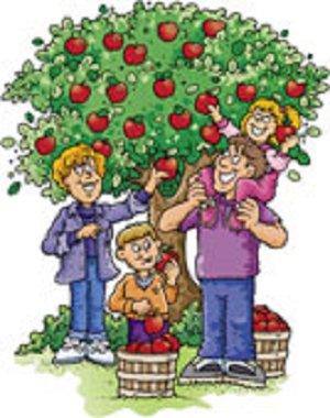 apple tree apple tree